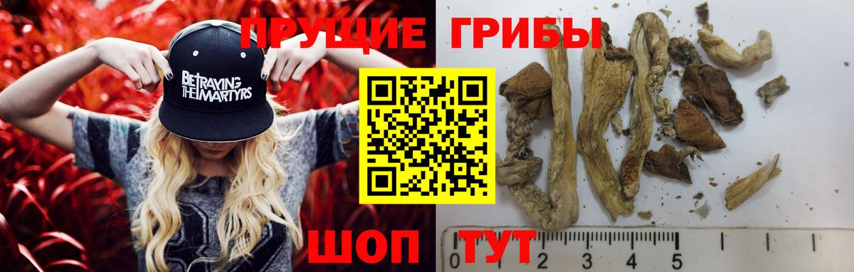 Кунгур  Псилоцибиновые грибы Cubensis  Вход с VPN 